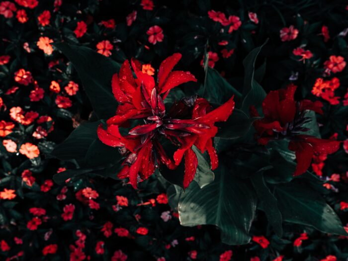 steven-erixon-Db1qR1b7oNY-unsplash