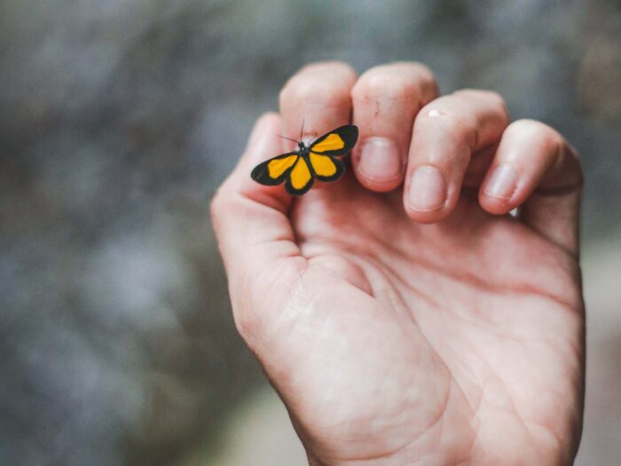Schmetterling
