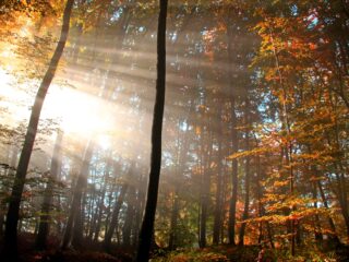 2023-11-02_mT_Web_Beitragsbild_Diana_Sommersatt