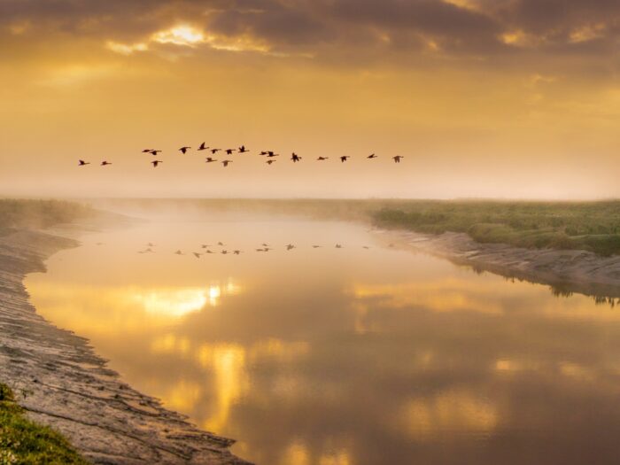 birds-in-flight-5366034_1280
