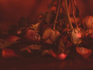heike-trautmann-E7yuXRIwc30-unsplash