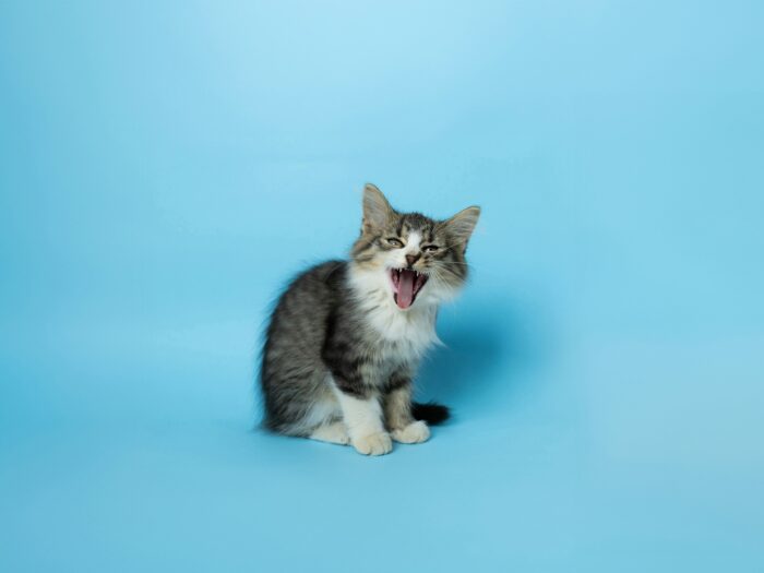 andy-quezada-S4oZW0uO4rI-unsplash