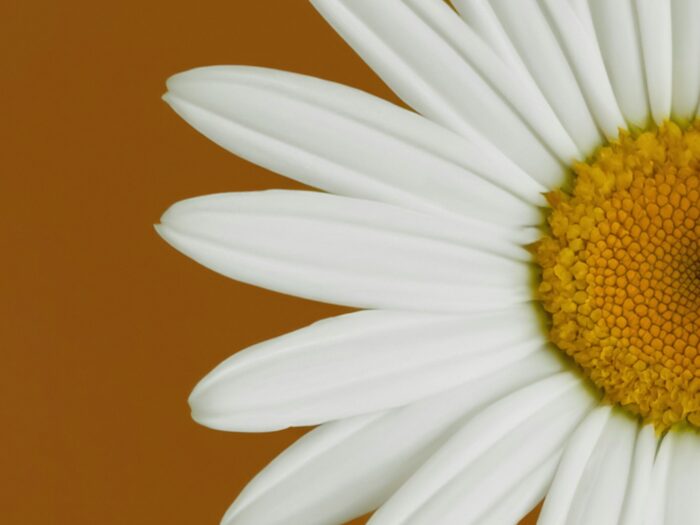 allec-gomes-EjwtVBf5cFU-unsplash